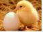 Mental sundhed: kyllinger og æg
