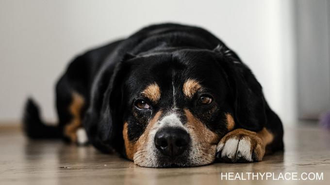 Din hund kender depression og kan hjælpe dig med at komme igennem selv de hårdeste tider. Min hund hjælper mig gennem mine depressive episoder hver gang. 