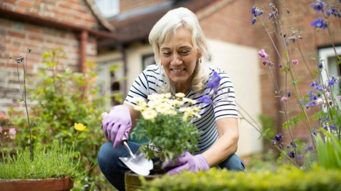 Ældre kvinde potteplante i haven derhjemme