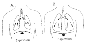 Diaphragmatisk åndedræt
